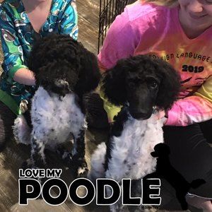 Meet your Posher, Kate